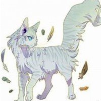 羽尾(Feathertail)——欧美你最想评价的十大勇士猫英雄