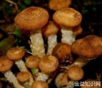 东北蘑菇的功效与作用