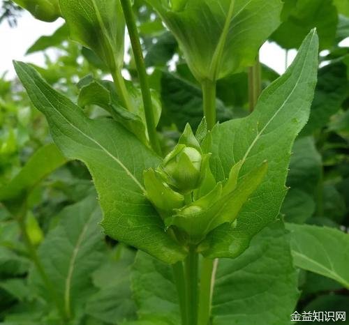 甜菜叶子的功效与作用