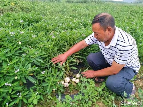 人工种植人参的功效与作用