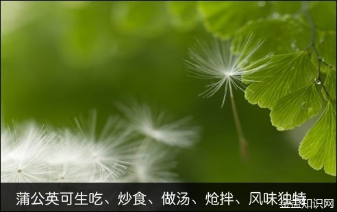 野生蒲公英的功效与作用