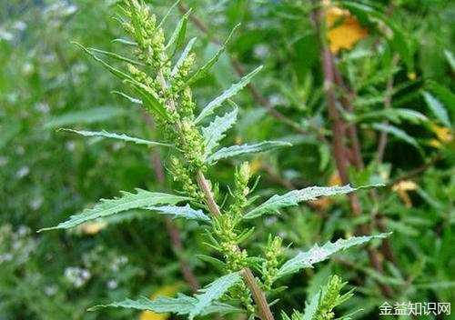 荆芥花的功效与作用