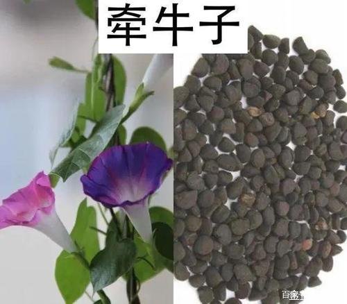 羊卵子的功效与作用