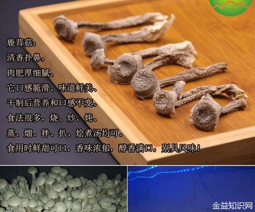 鹿茸菌的功效与作用