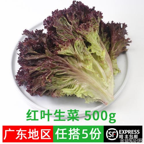 红叶生菜的功效与作用