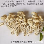 白茶树菇的功效与作用