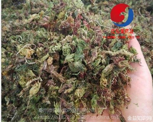 太阳草的功效与作用