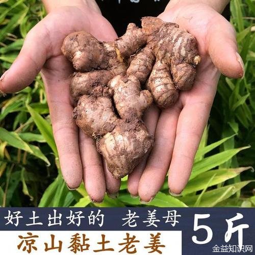 老姜母的功效与作用