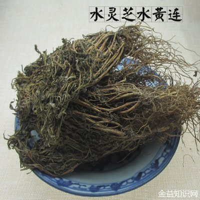 泡黄连水的功效与作用