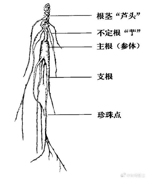 人参芦头的功效与作用