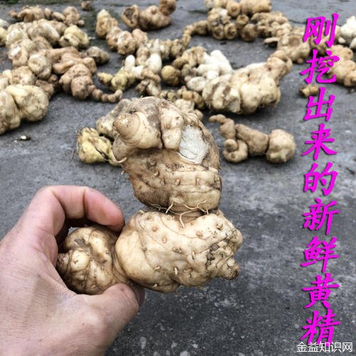 中药酒黄精的功效与作用