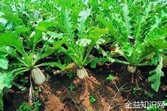 白萝卜叶子的功效与作用及食用方法