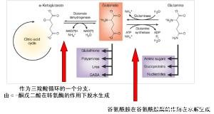 谷氨酸的作用和功效