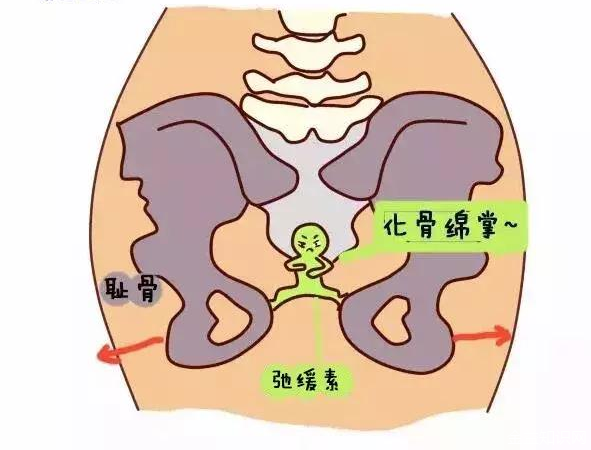 按摩耻骨的功效和作用