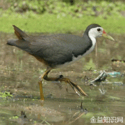 白面水鸡的功效与作用