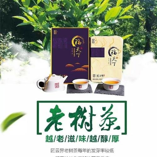 春尖茶的功效与作用