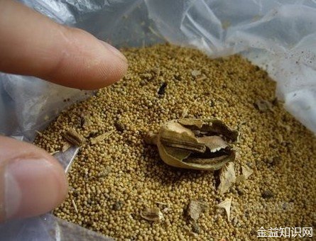 大烟籽的功效与作用