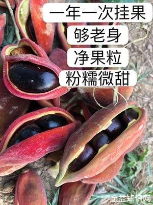 九层皮果的功效与作用