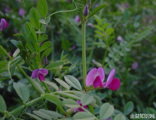 豌豆花的功效与作用