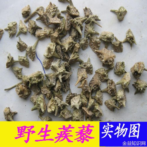 白疾黎的功效与作用