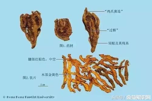 黄连叶子的功效与作用