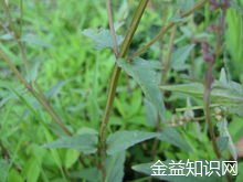 香茶菜根的功效与作用