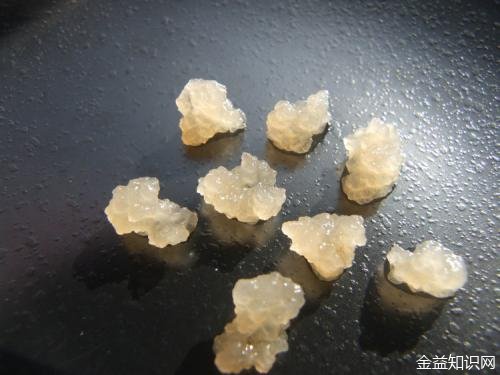 太阳菌的功效与作用