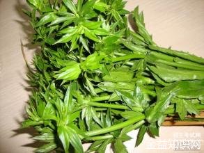 假芫茜的功效与作用