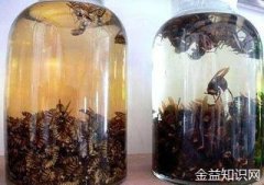 地龙蜂酒的功效与作用