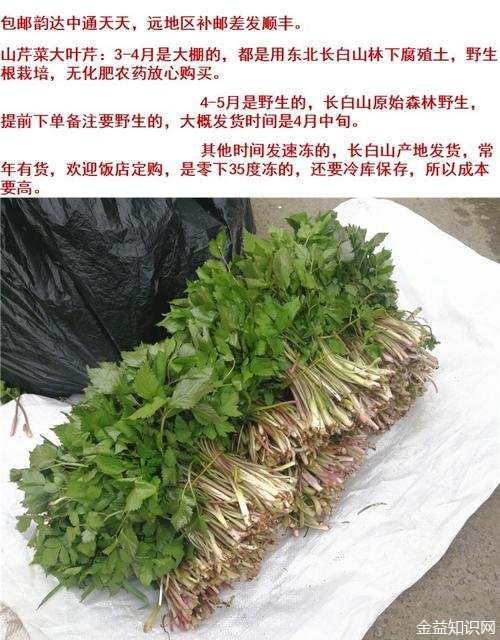 大叶芹的功效与作用