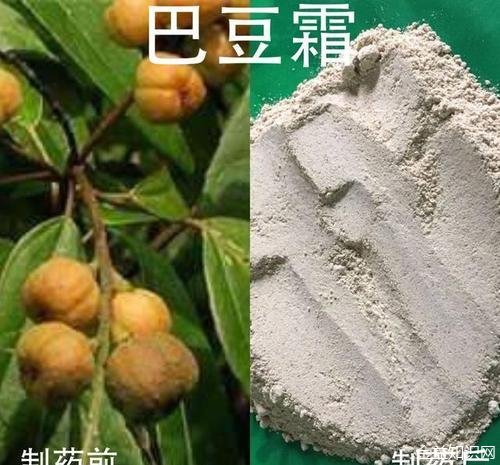 巴豆霜的功效与作用