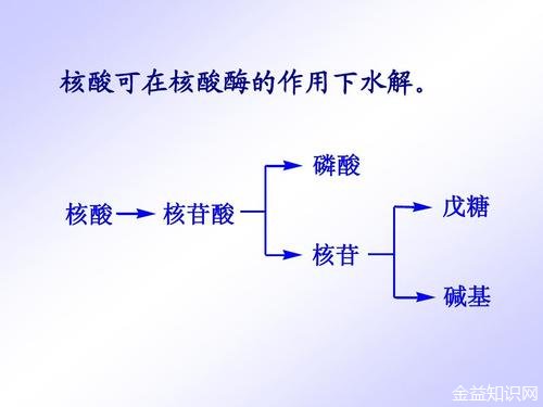 核酸的功效与作用