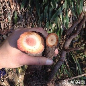 雄洋桃根的功效与作用