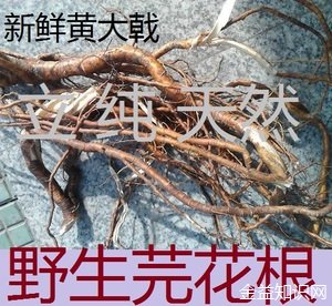 芫条根的功效与作用