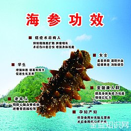 海参液的功效与作用