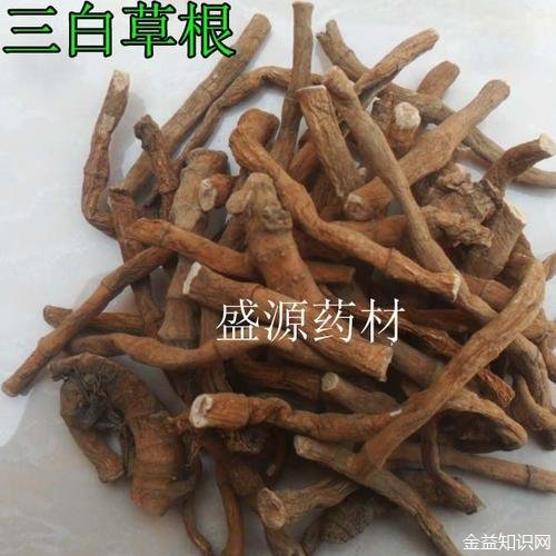 红管药的功效与作用