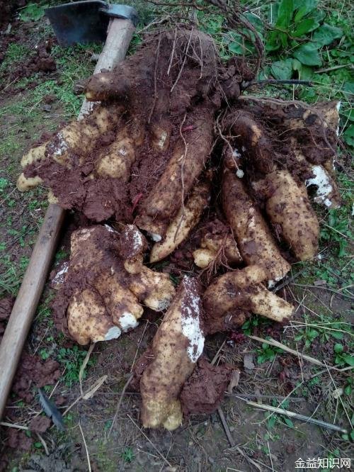 野山药的功效与作用