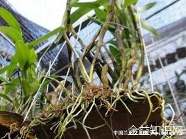 石斛根的功效与作用