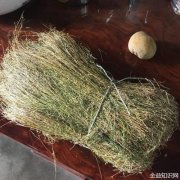 潮汕四叶莲的功效与作用