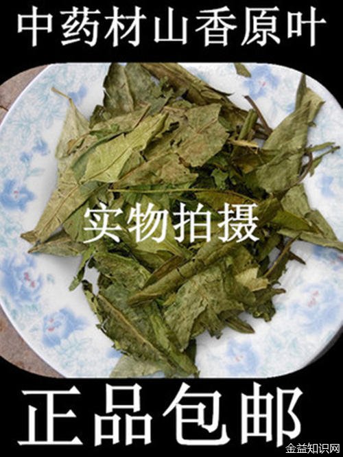 山香圆叶的功效与作用