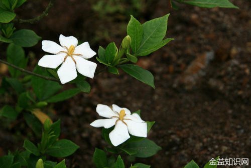 枙子花的功效与作用