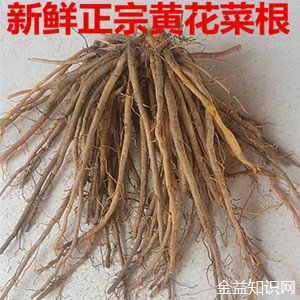 萱草根的功效与作用