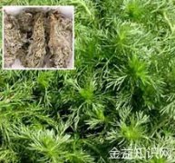 棉茵陈的功效与作用