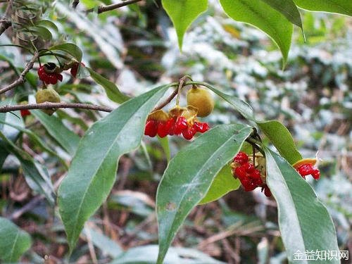 山栀茶的功效与作用