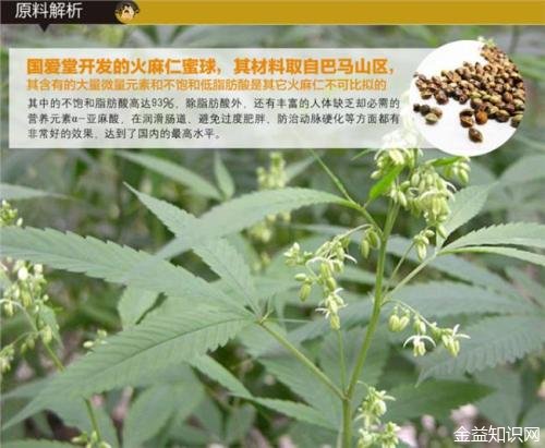 火麻仁茶的功效与作用