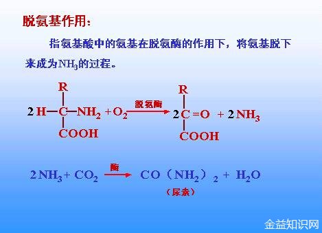 输氨基酸的功效与作用