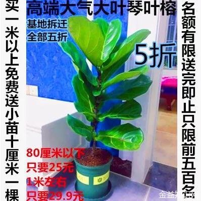 琴叶榕的功效与作用