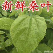 新鲜桑叶的功效与作用