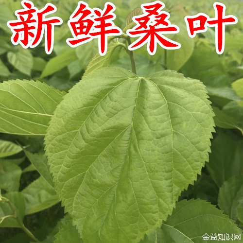 新鲜桑叶的功效与作用