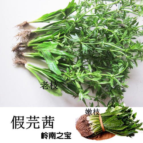 香菜根的功效与作用